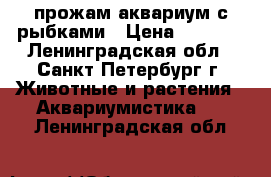 прожам аквариум с рыбками › Цена ­ 2 500 - Ленинградская обл., Санкт-Петербург г. Животные и растения » Аквариумистика   . Ленинградская обл.